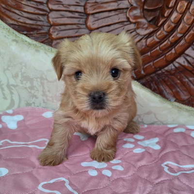 NANCY AKC YORKIE - Java
