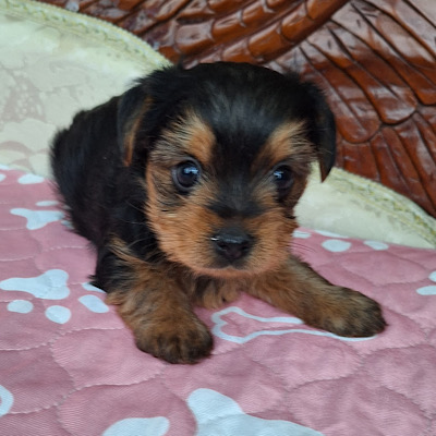 NANCY AKC YORKIE - Fenway