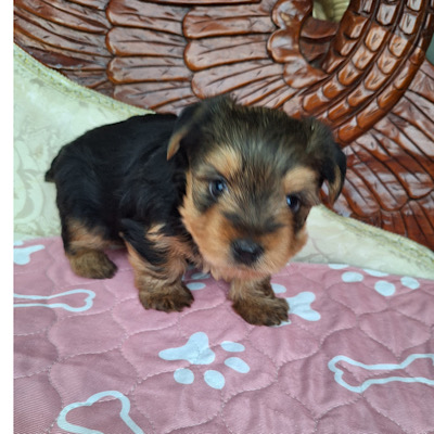 NANCY AKC YORKIE - Shiloh