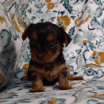 NANCY AKC YORKIE - Susie ( not available)