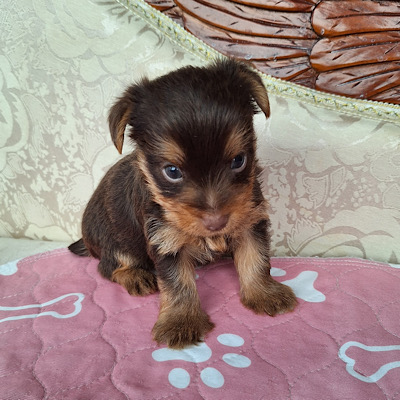 Clifford