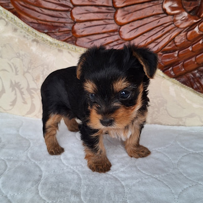 Chloe