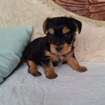 Cleo