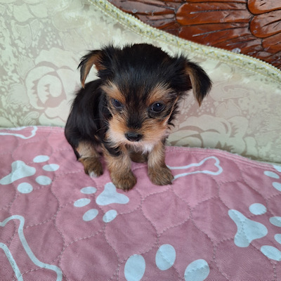 Lily
