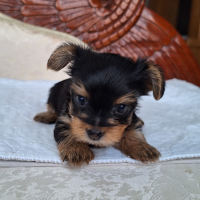 Audrey