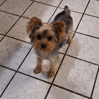 NANCY AKC YORKIE - Gucci