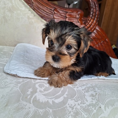NANCY AKC YORKIE - Bolt