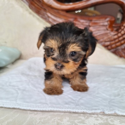 NANCY AKC YORKIE - Frida