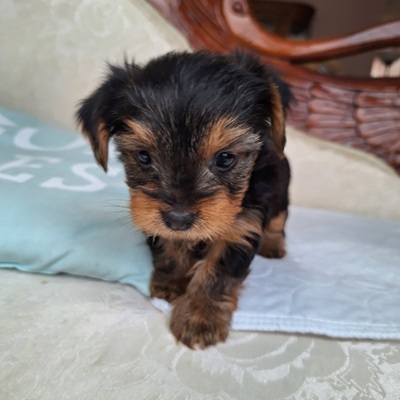 NANCY AKC YORKIE - Jeter