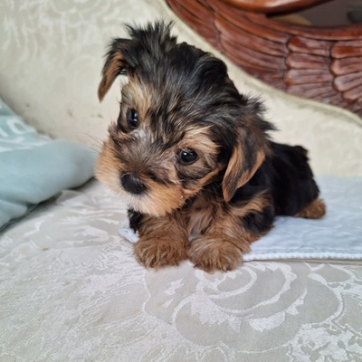 NANCY AKC YORKIE - mochi