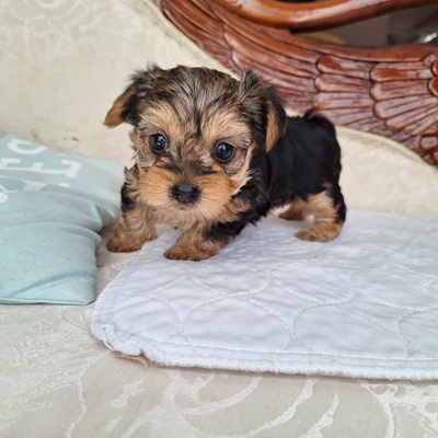 NANCY AKC YORKIE - Nova
