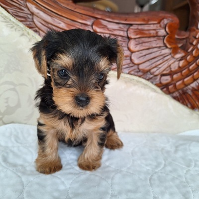 NANCY AKC YORKIE - Taco